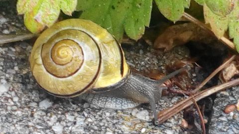 Eine große Schnecke kriecht über einen schattigen Boden, umgeben von grünen Blättern, während sie auf der Suche nach Nahrung ist.