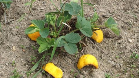 Eine Erdbeerpflanze mit gelben Früchten wächst im Garten, umgeben von trockenem Boden, möglicherweise von Ameisen befallen.