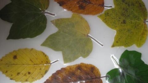 Herbstblätter sind laminiert und in unterschiedlichen Farben auf einem weißen Hintergrund angeordnet.