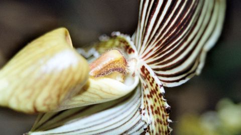 Eine Orchidee öffnet ihre Blütenblätter, während sich Schild- und Schmierläuse daran festsetzen.