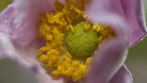 Eine Nahaufnahme einer Blüte zeigt gelbe Staubblätter umgeben von zarten, lilafarbenen Blütenblättern im Garten.