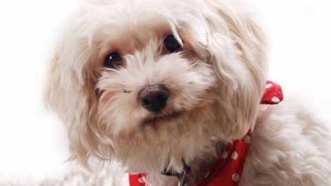 Hund mit Speisenatron einreiben und es anschließend ordentlich auszubürsten. Der Hund riecht nicht mehr und ist wieder sauber. Ein Hund sitzt auf einem weichen Teppich und schaut neugierig, während er ein rotes Halstuch mit Punkten trägt.