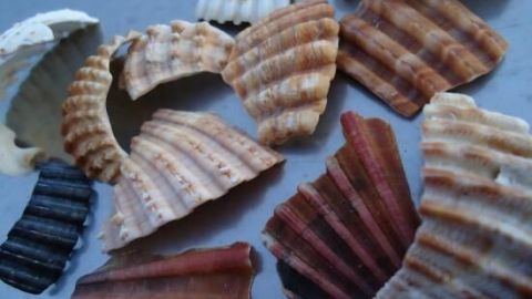 Bunte Muscheln liegen verstreut auf einer grauen Oberfläche und zeigen verschiedene Strukturen und Farben, die die Vielfalt betonen.