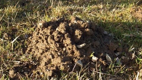 Ein Maulwurfshügel aus Erde entsteht im Garten, während das Gras im Hintergrund verwildert aussieht.