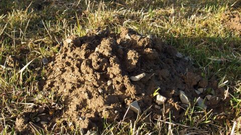 Maulwürfe im Garten mit Buttermilch vertreiben