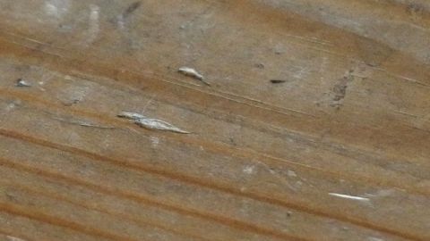 Auf einer Holzoberfläche sind mehrere feine Kratzer und Dellen sichtbar, was auf Abnutzung oder Beschädigung hinweist.