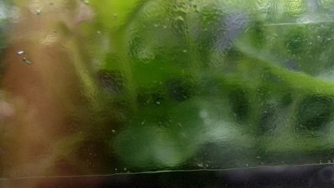 Eine schmutzige Glasscheibe verdeckt Pflanzen im Hintergrund, während die Feuchtigkeit die Sicht auf das Innere beeinträchtigt.