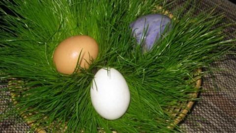 Ein Osterkörbchen aus echtem Gras zeigt drei bunte Eier liegend im dichten, grünen Gras auf einer geflochtenen Oberfläche.
