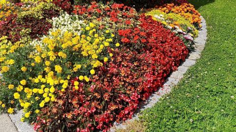 Bunte Blumenarrangements in einem Gartenbeet zeigen gesunde Pflanzen. Ein paar gelbe, rote und grüne Blumen blühen prächtig.