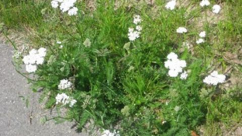 Weiße Schafgarbe wächst blühend neben einem Gehweg, umgeben von grünem Gras.