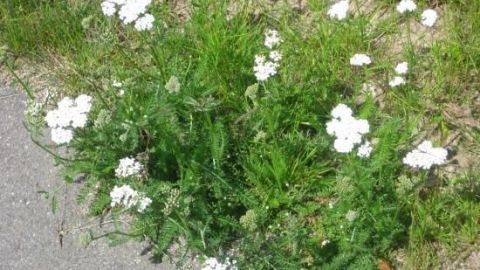 Schafgarbentee gegen Regelschmerzen