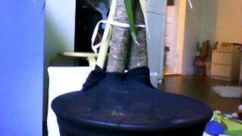 Ein großer, schwarzer Blumentopf mit Erde ist abgedeckt, um den Inhalt vor neugierigen Kinderhänden und Katzen zu schützen.