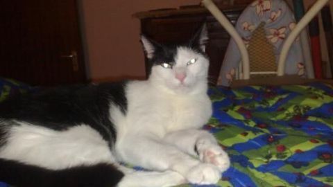 Eine schwarze und weiße Katze liegt entspannt auf einem bunten Bettlaken im Wohnraum, umgeben von Möbeln.