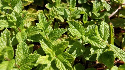 Frische Pfefferminzblätter leuchten im Sonnenlicht, umgeben von weiteren Pflanzen im Garten.