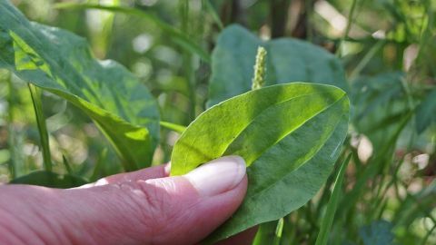Ein Mensch hält ein Blatt des Spitzwegerichs, während er in einer grünen, naturnahen Umgebung steht.
