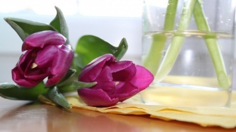 Tulpen in der Vase