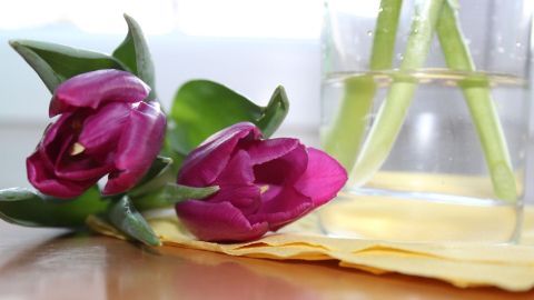 Bei Tulpen in der Vase füllt man am besten nur ganz wenig Wasser ein, so dass die Stielenden gerade bedeckt sind. Zwei lila Tulpen liegen neben einer klaren Vase auf einem Holztisch, umgeben von einem hellen Raum mit natürlichem Licht.