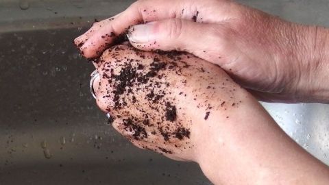 Hände mit Kaffeesatz einreiben und einige Zeit einmassieren. Anschließend mit lauwarmen Wasser abspülen. Gibt super weiche Hände! Hände halten sich über einem Waschbecken mit Kaffeesatz, während sie sanft reiben und peelen, um die Haut zu reinigen.