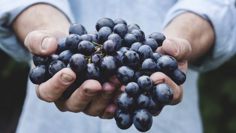 Frische, blaue Trauben werden mit beiden Händen gehalten, umgeben von einem natürlichen, grünen Hintergrund, ideal für Traubengelee.