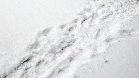 Ein klarer Schnee-Trampelpfad zieht sich durch die unberührte, weiße Schneedecke in einer kalten Umgebung.