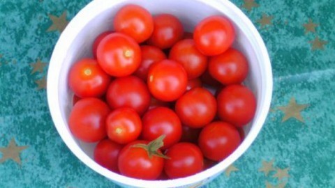 Tomaten aus Kernen ziehen