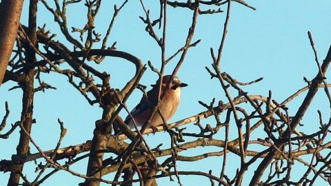 Vogelfutter ausverkauft? Schnelle Notlösung