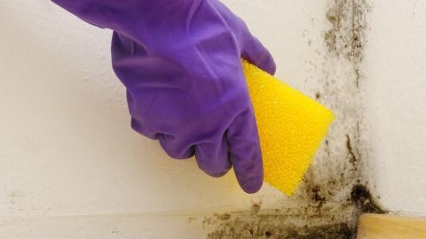 Eine Hand mit lila Handschuh reinigt mit einem gelben Schwamm Schimmel von einer Wand in einem Innenraum.