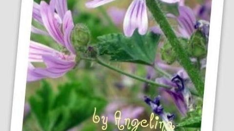 Malvenblüten in Nahaufnahme, umgeben von grünem Laub; Text "by Angelina" in der Ecke des Bildes.