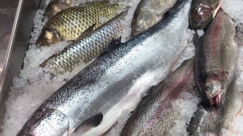 Frischer Fisch liegt auf Eis, bereit zur Zubereitung, umgeben von weiteren Fischen in einer Kühltheke.