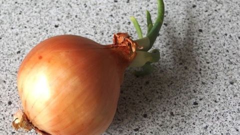 Eine Speisezwiebel mit kleinen grünen Trieben liegt auf einer grauen Arbeitsfläche und zeigt ihr frisches Aussehen.