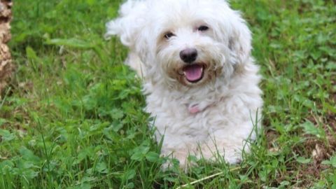 Cranberries können bei Hunden zur Behandlung von Blasenentzündung angewendet werden. Ein fröhlicher, weißer Hund steht im saftig grünen Gras und genießt die Umgebung. Cranberries könnten ihm helfen.