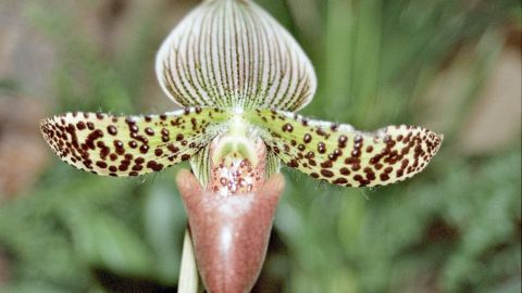 Eine detailreiche Orchidee blüht, während ihre gesunden Blätter sanft im Hintergrund sichtbar sind, was ihre Pflege verdeutlicht.