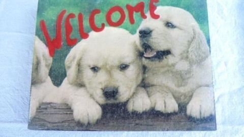 Zwei Welpen ruhen übereinander auf einem Zaun, darüber steht groß "WELCOME" auf einem hellen Tuchhintergrund.