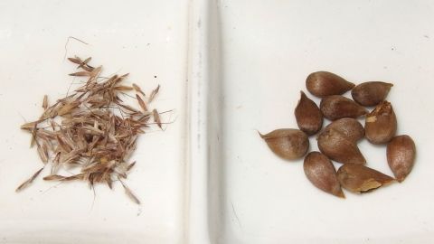 Zwei Schalen zeigen Blumensamen, links ist eine feine Saat und rechts sind größere Samen. Sie werden für den Winter aufbewahrt.