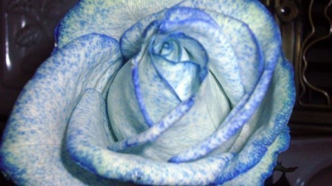 Weiße Blumen blau färben mit Tintenwasser