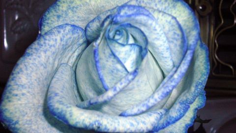 Eine weiße Rose zeigt blaue Färbungen an den Blütenblättern, während sie in einer dekorativen Umgebung präsentiert wird.
