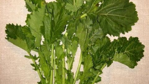 Frische Cima di Rapa/Stängelkohl liegt auf einem neutralen Hintergrund, bereit zur Zubereitung in italienischen Gerichten.