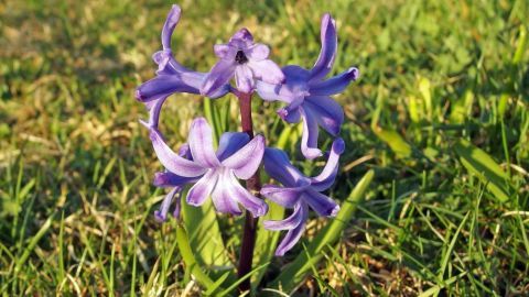 Eine lila Blume wächst auf dem Grün, ihre Blüten öffnen sich sanft im Winter, während die Umgebung mild und sonnig ist.