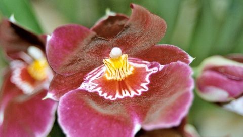 Vibrante Orchideenblüten entfalten sich in einem grünen Garten, während die Sonne sanft auf sie scheint.