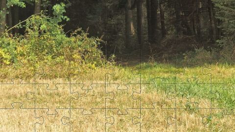 Ein leicht verwilderter Weg führt durch ein trockenes Feld, umgeben von Büschen und dunklen Bäumen im Hintergrund.