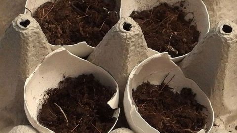 Eierschalen mit Erde enthalten Keimlinge, die in einem Eierkarton zum Wachsen gebracht werden. Ideal für den Garten!