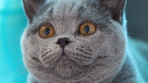 Ein grauer Kater liegt entspannt in einem blauen Tunnel und blickt neugierig in die Umgebung, bereit für den neuen Ausgang.