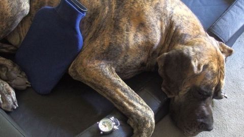 Ein großer, gestreifter Hund liegt entspannt auf einer Couch, mit einer Wärmflasche neben sich, und wirkt friedlich.