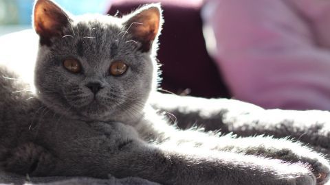 Eine graue Katze liegt entspannt auf einem hellen Untergrund, während Sonnenlicht sie sanft beleuchtet.
