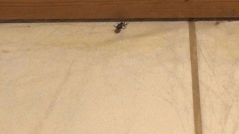 Eine Spinne krabbelt über einen hellen Fliesenboden, unter einer hölzernen Leiste in einem Wohnraum.