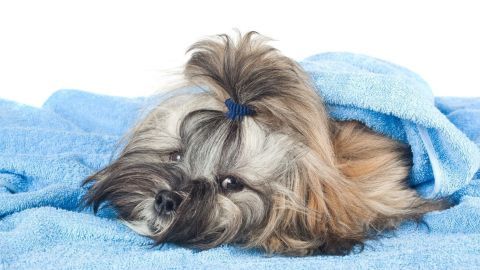 Ein Hund liegt gemütlich in einem blauen Handtuch und wird nach dem Baden abgetrocknet.