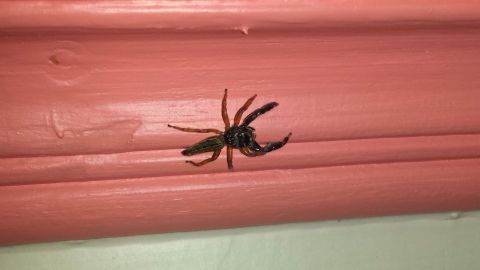 Eine schwarze Spinne krabbelt an einer rosa Wand entlang, während sich die Wohnung im Hintergrund zeigt.