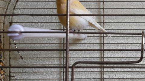 Ein gelber Vogel sitzt ruhig auf einer Stange in einem Käfig mit Gitterstäben vor einer Wand.