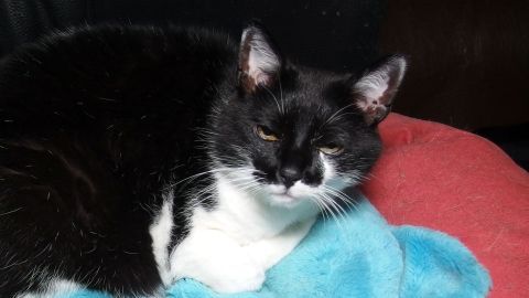 Eine schwarze und weiße Katze liegt entspannt auf einer bunten Decke und genießt die Ruhe im Haus.