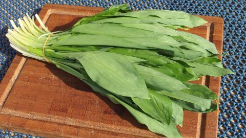Frische Bärlauchblätter liegen auf einem Holzbrett. Sie sind bereit zur Zubereitung eines Bärlauch-Dips in der Küche.